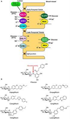 SGLT2 Inhibitors Play a Salutary Role in Heart Failure via Modulation of the Mitochondrial Function